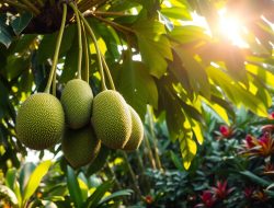 Manfaat Buah SIRSAK untuk Kesehatan