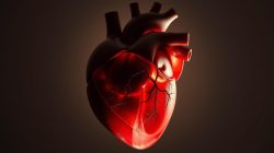 Penyakit Kardiomegali: Apa yang Perlu Anda Ketahui?