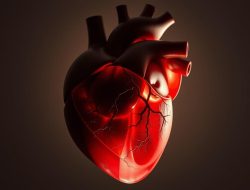 Penyakit Kardiomegali: Apa yang Perlu Anda Ketahui?