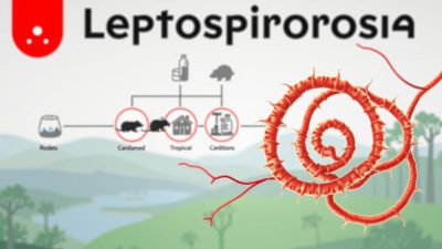 penyakit Leptospirosis